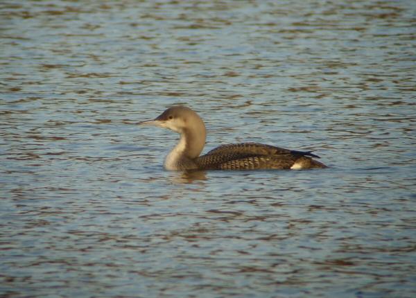 Black-throated Diver