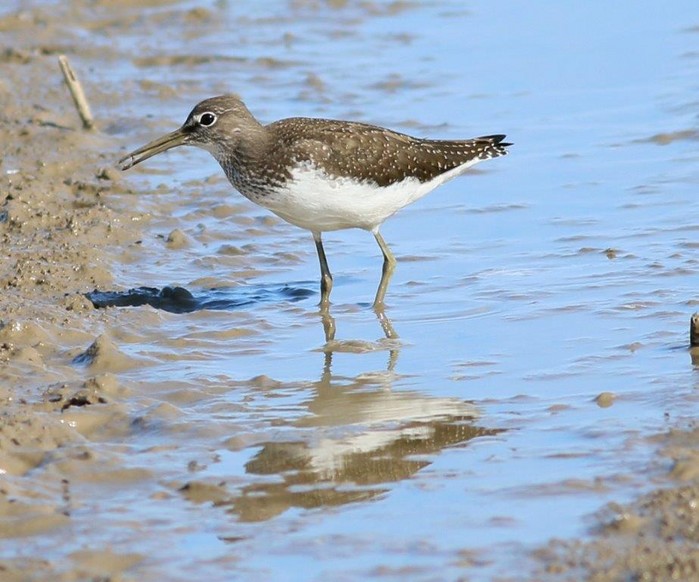 Green Sandpiper