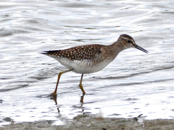 Wood Sandpiper