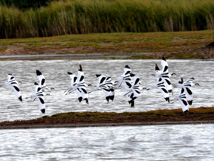 Avocet