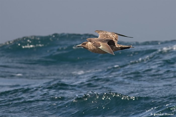 Great Skua