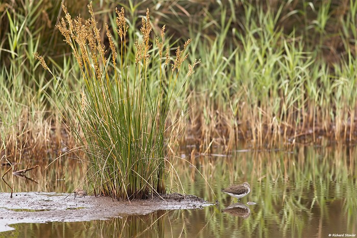 Green Sandpiper