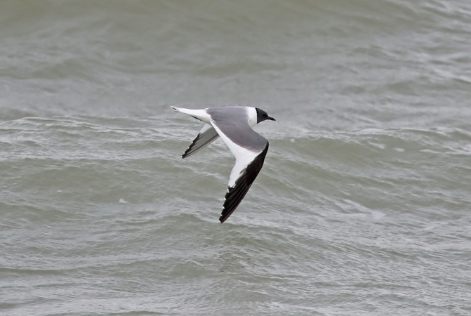 Sabine's Gull