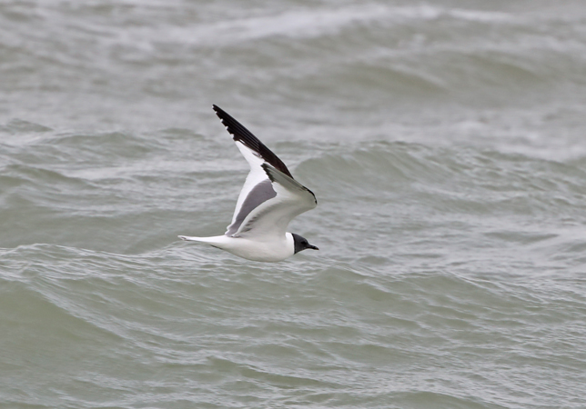 Sabine's Gull