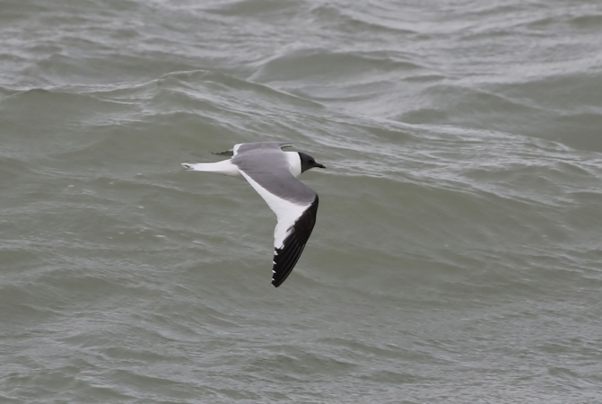 Sabine's Gull