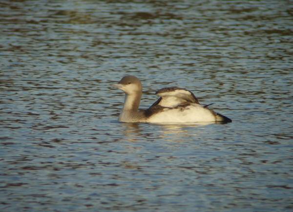 Black-throated Diver