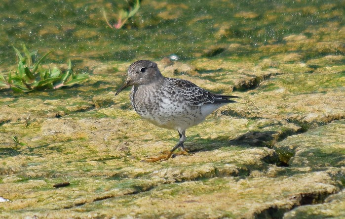 Purple Sandpiper