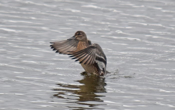Garganey