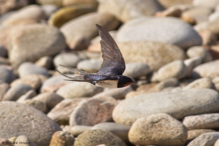 Swallow
