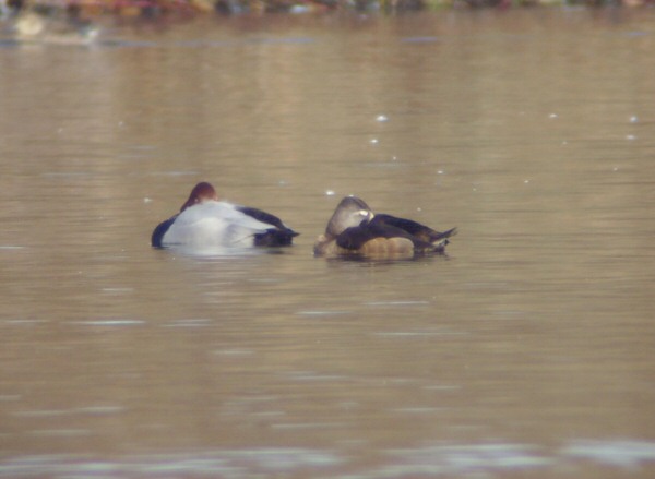 Ring-necked Duck