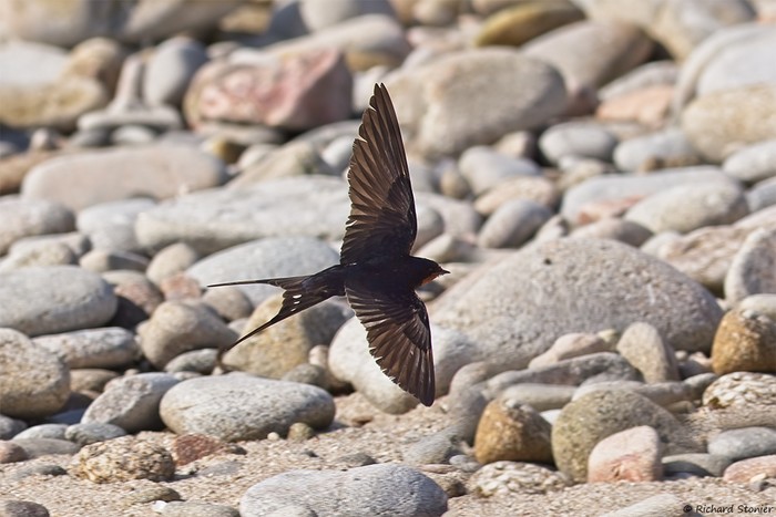Swallow
