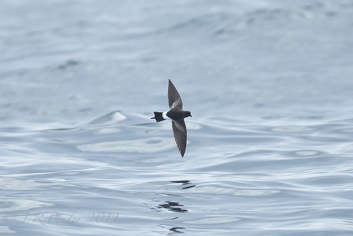 Wilson's Petrel