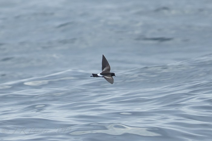 Wilson's Petrel