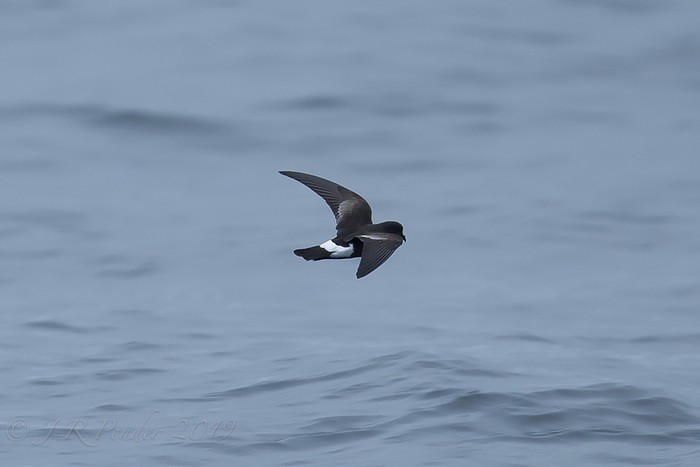 Wilson's Petrel