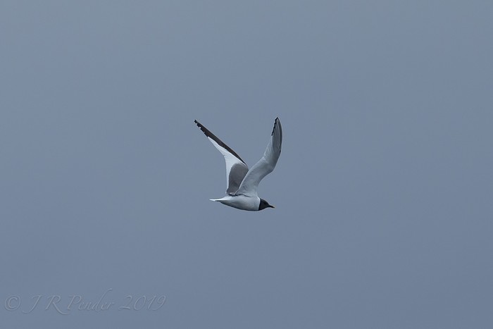 Sabine's Gull