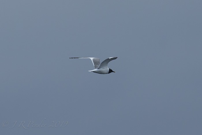 Sabine's Gull