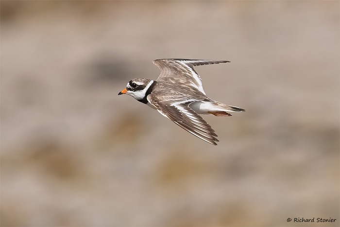 Ringed Plover