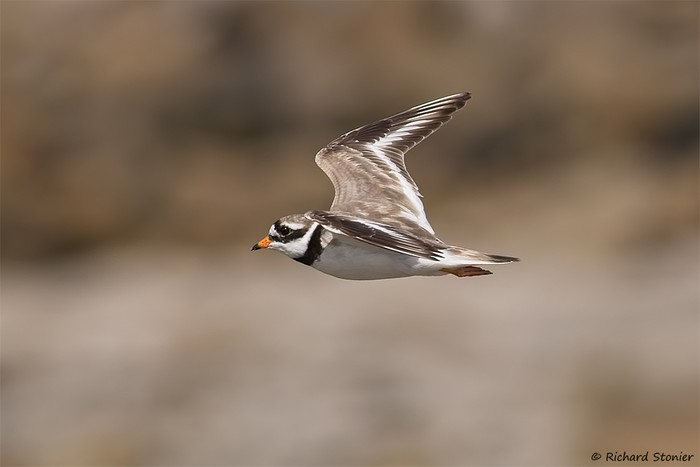 Ringed Plover