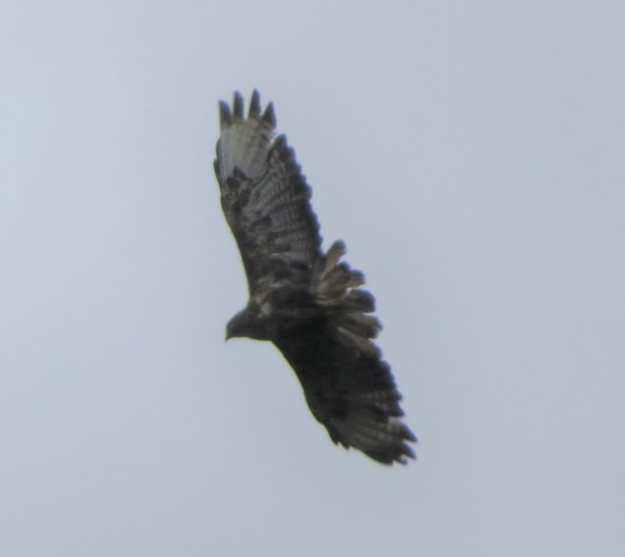Buzzard