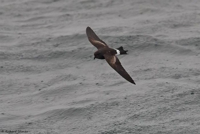 Wilson's Petrel