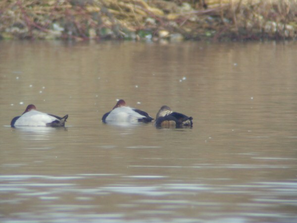 Ring-necked Duck
