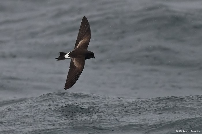 Wilson's Petrel