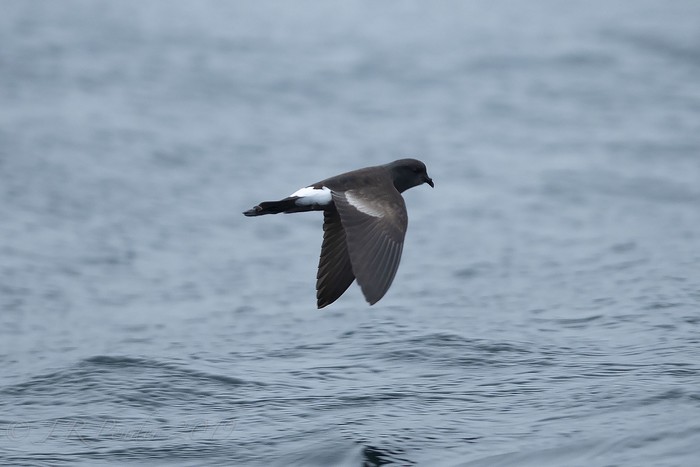 Wilson's Petrel