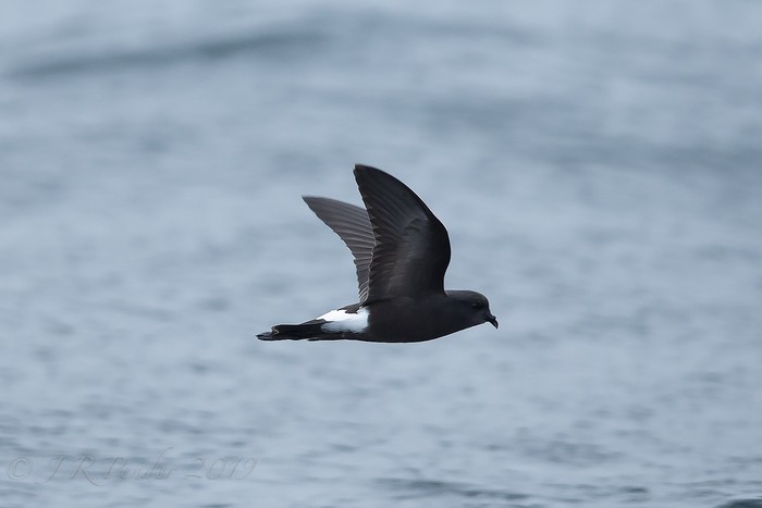 Wilson's Petrel