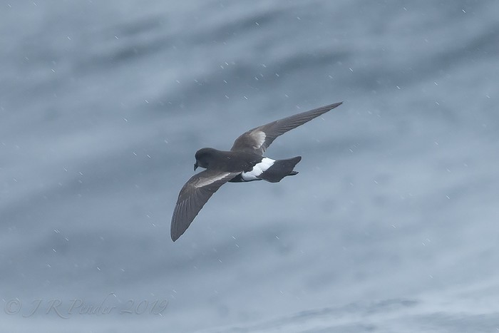 Wilson's Petrel