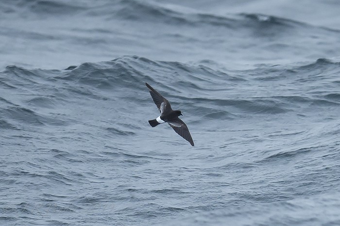 Wilson's Petrel