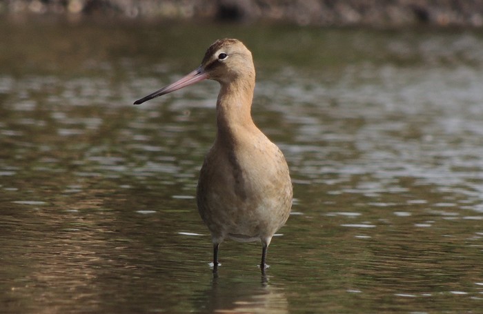 Black-tailed Godwit