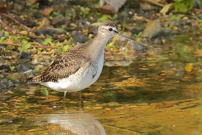 Wood Sandpiper