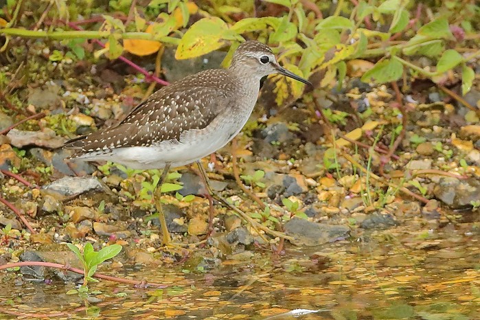 Wood Sandpiper