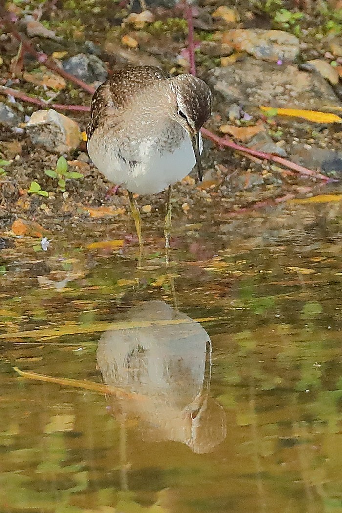 Wood Sandpiper
