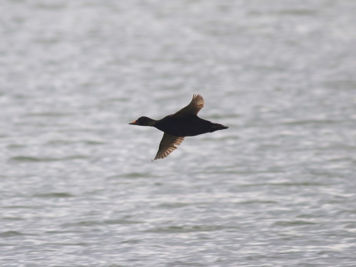 Common Scoter