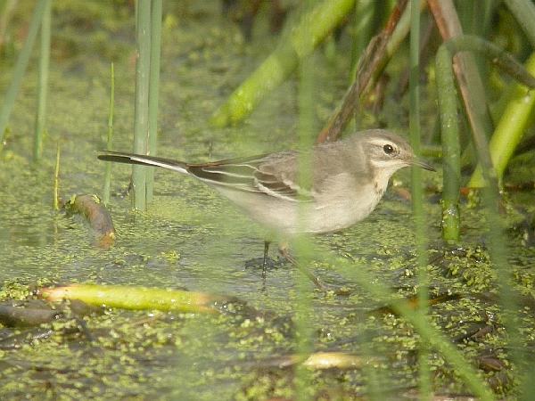 Citrine Wagtail