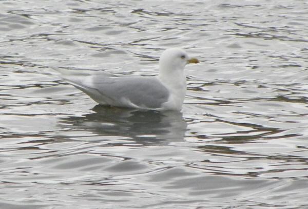 Iceland Gull
