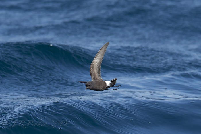 Wilson's Petrel