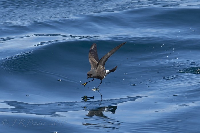 Wilson's Petrel
