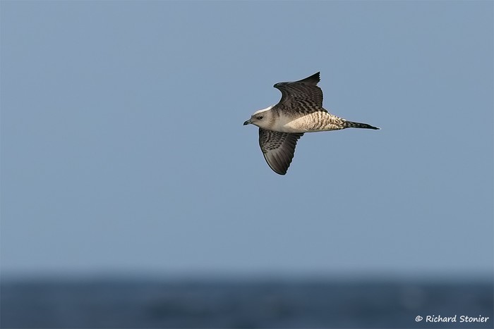Long-tailed Skua