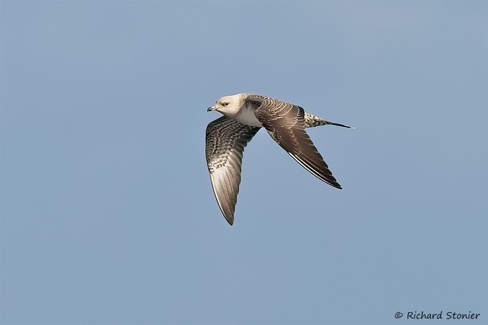 Long-tailed Skua