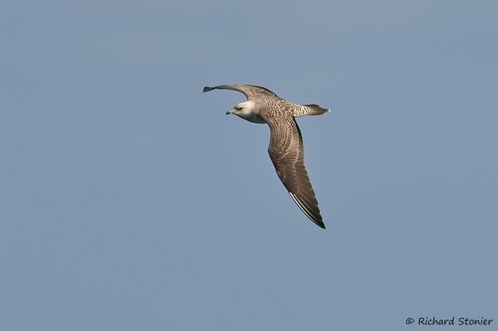 Long-tailed Skua