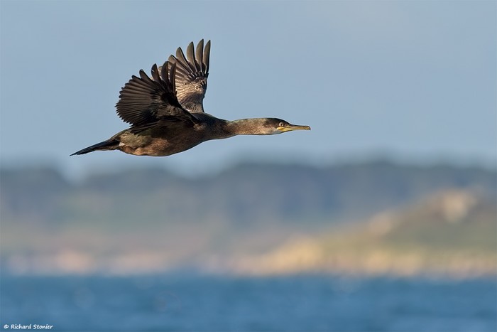 Shag