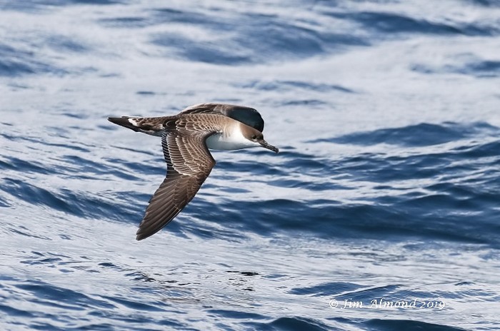 Great Shearwater