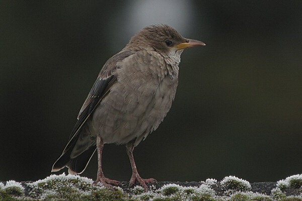 Rose-coloured Starling