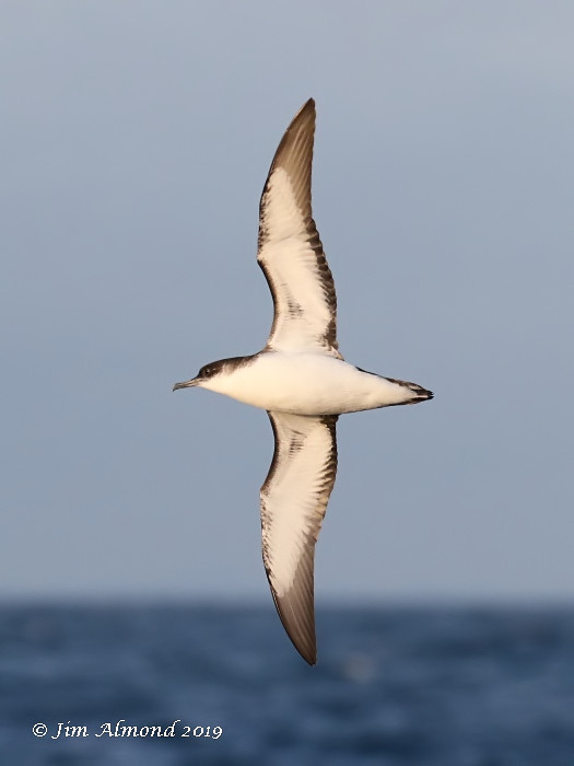 Manx Shearwater