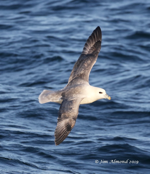 Fulmar