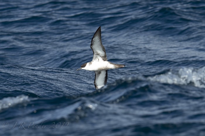 Great Shearwater