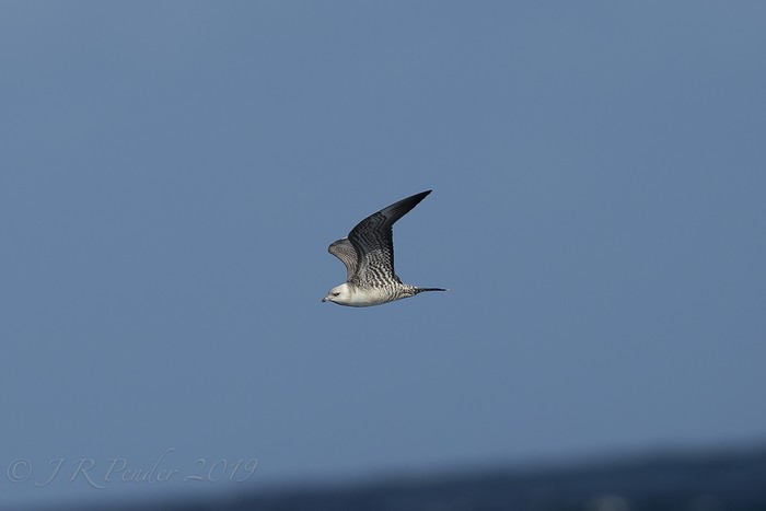 Long-tailed Skua