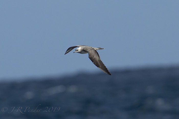 Long-tailed Skua